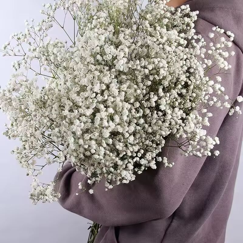 30-100g Natural Dried Gypsophila Flower Baby Breath Bouquets Floral Gypsophila Branches for Home Decor Wedding Garland Decoratio